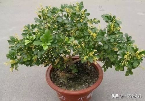 过期的酸奶别浪费，用来养花，效果不比花肥差，谁用谁知道