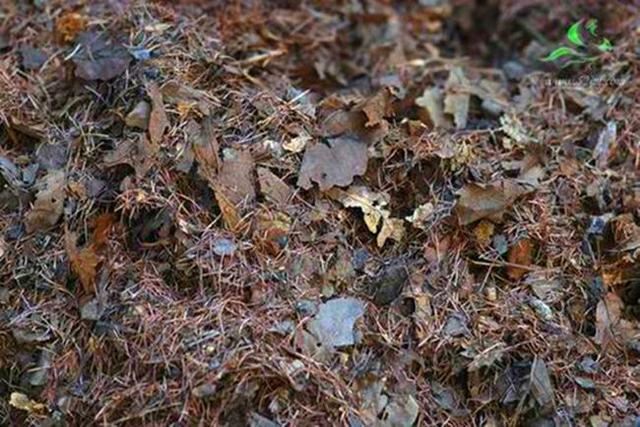 土壤板结原因多,逐个分析全解决,硬土壤变成营养土 土壤板结原因多,逐个分析全解决,硬土壤变成营养土