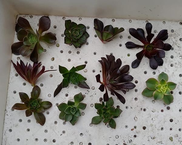 家里养的多肉太多了,做盆景的话,没有一盆黑法师真遗憾 家里养的多肉太多了,做盆景的话,没有一盆黑法师真遗憾