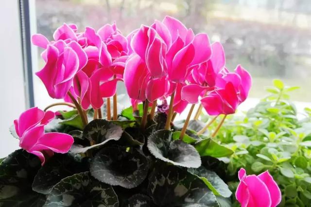 冬天5种花别乱喷水，否则易烂茎枯死，分分钟挂掉