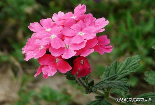 新手养护美女樱，4点要看看，花开满满真好看