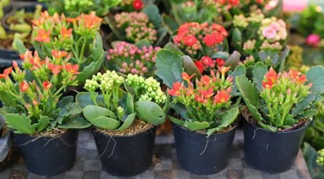 长寿花长幼芽、下崽子怎么办？掌握3 个关键，秋天家里变花海