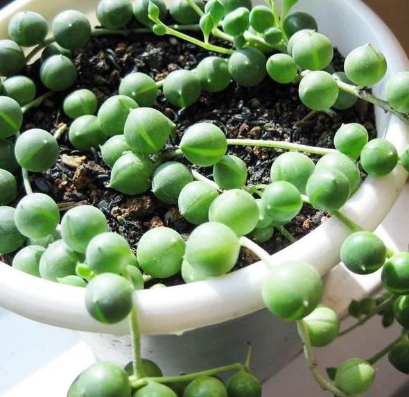 喜欢养多肉就选此5种,阳台盆栽轻松"溢出来",好看又好养 喜欢养多肉就选此5种,阳台盆栽轻松"溢出来",好看又好养