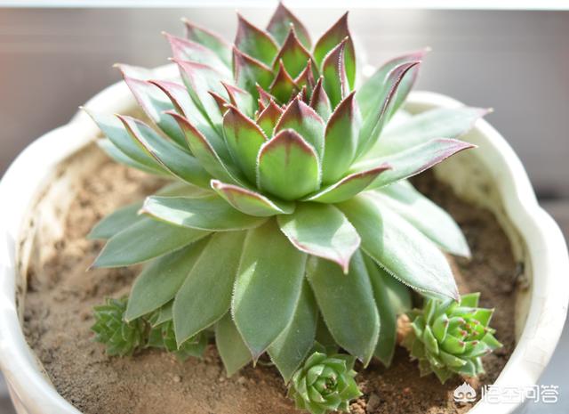 观音莲颜色由嫩绿变成灰绿,怎么了? 观音莲颜色由嫩绿变成灰绿,怎么了?