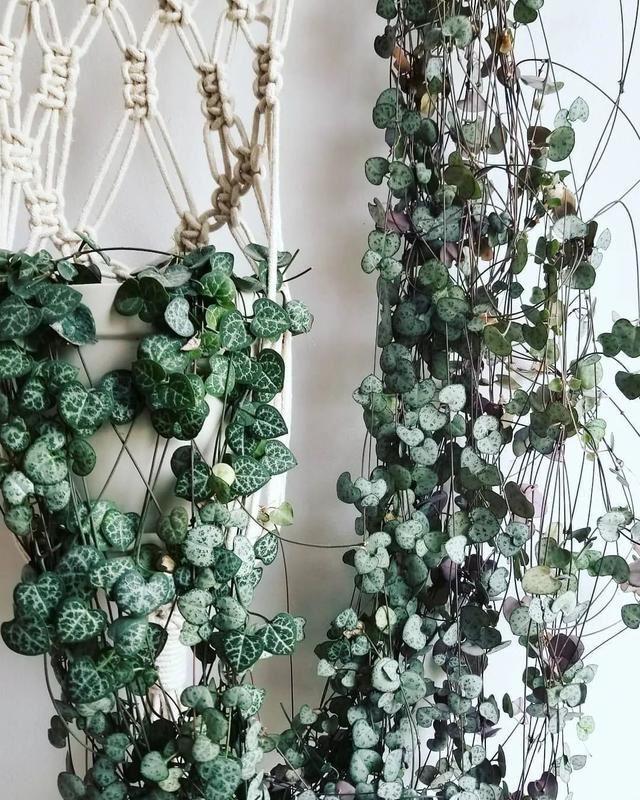 适合养成窗台吊盆的7种多肉植物,给散射光就能生长 适合养成窗台吊盆的7种多肉植物,给散射光就能生长