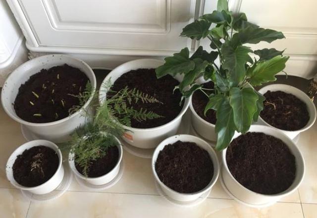 养殖花草如何预防烂根、虫害?往土里掺上它们,植物越长越旺 养殖花草如何预防烂根、虫害?往土里掺上它们,植物越长越旺