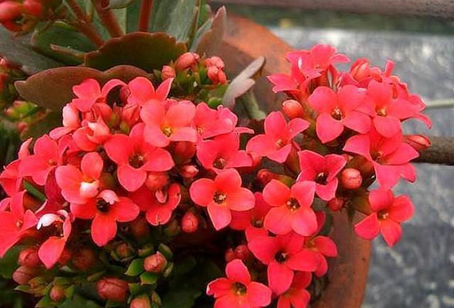 长寿花长幼芽、下崽子怎么办？掌握3 个关键，秋天家里变花海