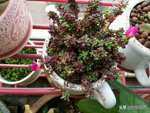 紫米粒“最好养”,新手也能养活,皮实易爆盆,2个月长满花盆 紫米粒“最好养”,新手也能养活,皮实易爆盆,2个月长满花盆