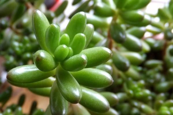 这多肉很神奇会变色，看着不起眼却值得入手，名叫虹之玉