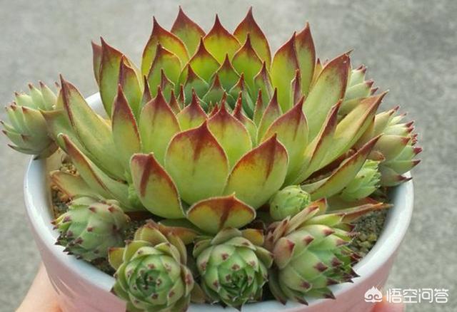 观音莲颜色由嫩绿变成灰绿,怎么了? 观音莲颜色由嫩绿变成灰绿,怎么了?