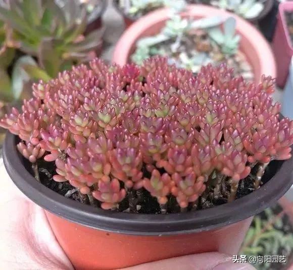 紫米粒“最好养”,新手也能养活,皮实易爆盆,2个月长满花盆 紫米粒“最好养”,新手也能养活,皮实易爆盆,2个月长满花盆