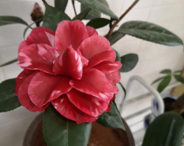 茶花花期怎么养?“4步”做下来,花苞不脱落,快速张开,开爆盆 茶花花期怎么养?“4步”做下来,花苞不脱落,快速张开,开爆盆