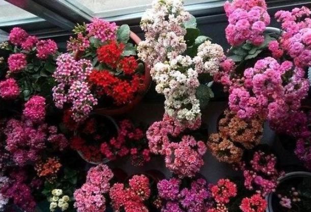 长寿花长幼芽、下崽子怎么办？掌握3 个关键，秋天家里变花海