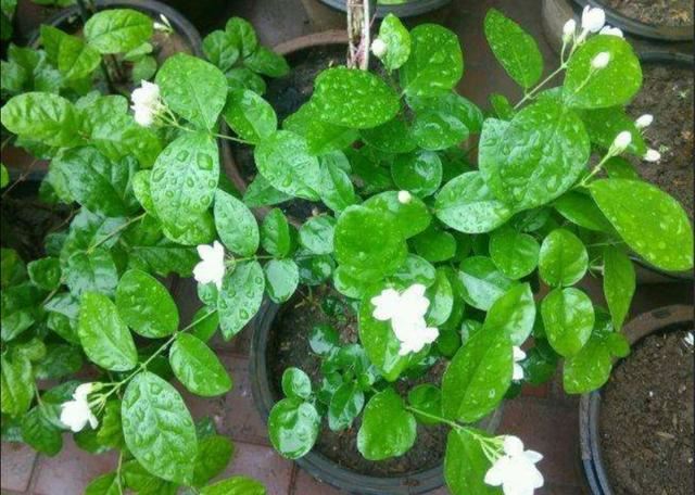 茉莉冬天落叶不用担心，早春给它做好这几点，植株长得更茂盛