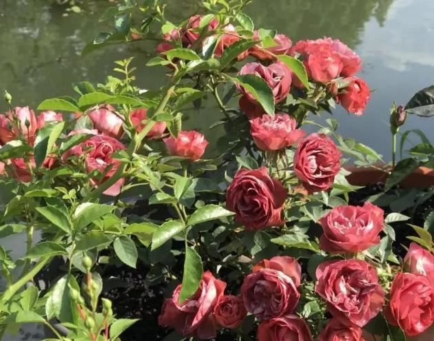 如何打理月季多开花?从4方面下手,花朵量多、个大、色艳 如何打理月季多开花?从4方面下手,花朵量多、个大、色艳