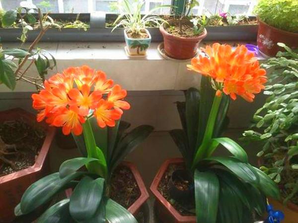 土壤板结原因多,逐个分析全解决,硬土壤变成营养土 土壤板结原因多,逐个分析全解决,硬土壤变成营养土