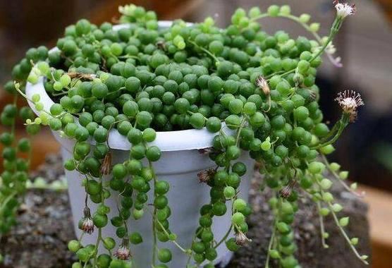 喜欢养多肉就选此5种,阳台盆栽轻松"溢出来",好看又好养 喜欢养多肉就选此5种,阳台盆栽轻松"溢出来",好看又好养