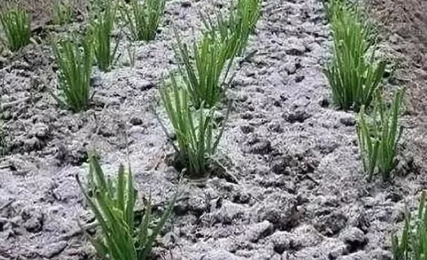 养殖花草如何预防烂根、虫害?往土里掺上它们,植物越长越旺 养殖花草如何预防烂根、虫害?往土里掺上它们,植物越长越旺