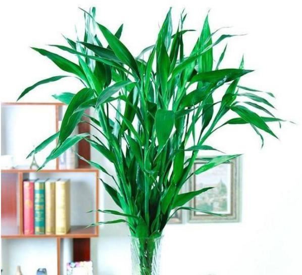 水养富贵竹总“黄叶”?避开5个“小忌讳”,养多久都绿油油 水养富贵竹总“黄叶”?避开5个“小忌讳”,养多久都绿油油