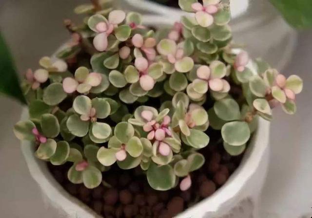 春季养花施肥有4个“坑”不能踩,不然发挥不了肥效,还把花养死 春季养花施肥有4个“坑”不能踩,不然发挥不了肥效,还把花养死