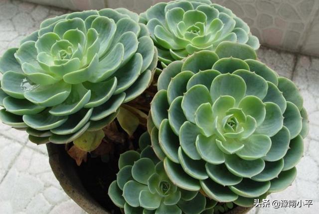 观音莲颜色由嫩绿变成灰绿,怎么了? 观音莲颜色由嫩绿变成灰绿,怎么了?