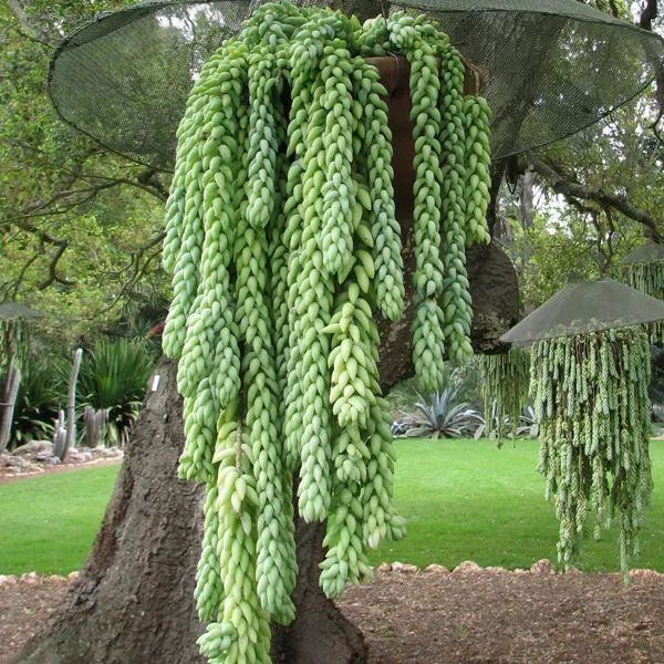 适合养成窗台吊盆的7种多肉植物,给散射光就能生长 适合养成窗台吊盆的7种多肉植物,给散射光就能生长