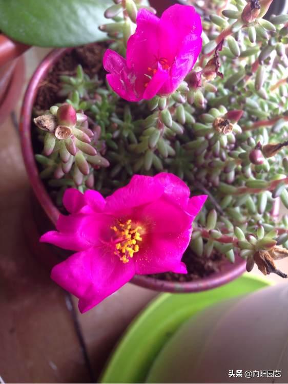 紫米粒“最好养”,新手也能养活,皮实易爆盆,2个月长满花盆 紫米粒“最好养”,新手也能养活,皮实易爆盆,2个月长满花盆