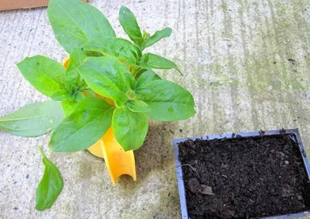 土壤板结原因多,逐个分析全解决,硬土壤变成营养土 土壤板结原因多,逐个分析全解决,硬土壤变成营养土