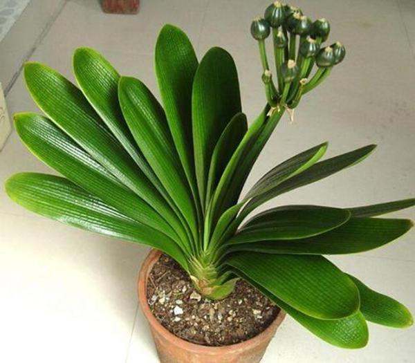 给君子兰加点营养,长出大白根开花呼呼旺,开花也多了 给君子兰加点营养,长出大白根开花呼呼旺,开花也多了