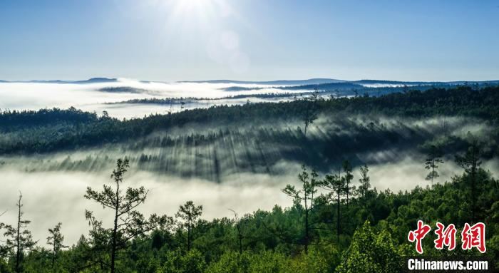 内蒙古大兴安岭林区停伐5年：创造停得下的“美丽经济”