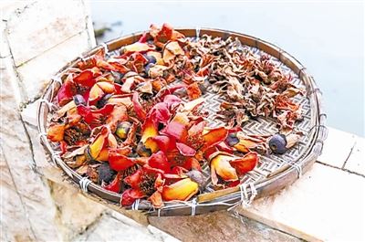 [树木传奇]木棉：赤焰灼灼“英雄树”