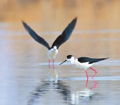 畅游湿地深呼吸