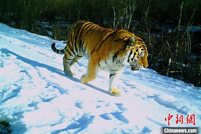 [野生动植物]黑龙江太平沟发现4只东北虎　2只就地“安家”