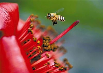 [树木传奇]木棉：赤焰灼灼“英雄树”