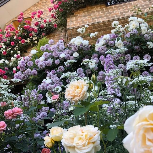 垂直绿化——建筑与植物浑然一体 垂直绿化——建筑与植物浑然一体