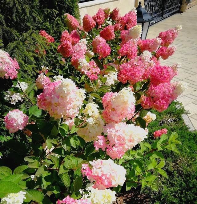 不同环境应该怎么样布置花境？