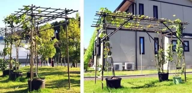 藤架，园林景观的点睛之笔！