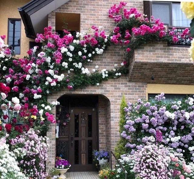 垂直绿化——建筑与植物浑然一体 垂直绿化——建筑与植物浑然一体