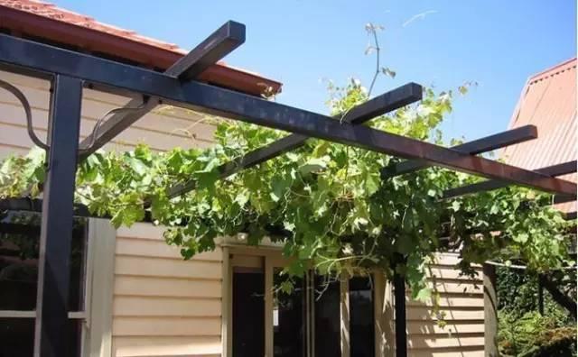 藤架，园林景观的点睛之笔！