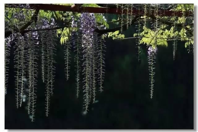 藤架，园林景观的点睛之笔！