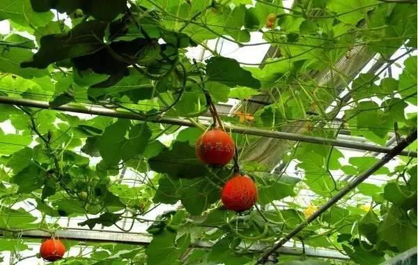 藤架，园林景观的点睛之笔！