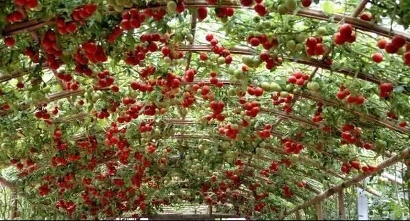 藤架，园林景观的点睛之笔！