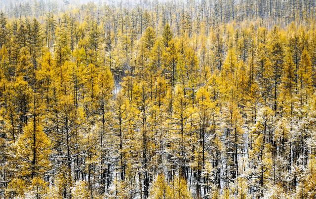 林业站在林业建设中的地位和作用