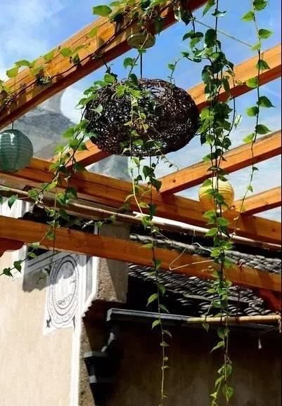 藤架，园林景观的点睛之笔！