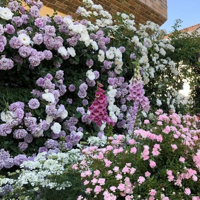 垂直绿化——建筑与植物浑然一体 垂直绿化——建筑与植物浑然一体