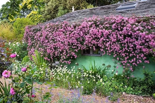 垂直绿化——建筑与植物浑然一体 垂直绿化——建筑与植物浑然一体