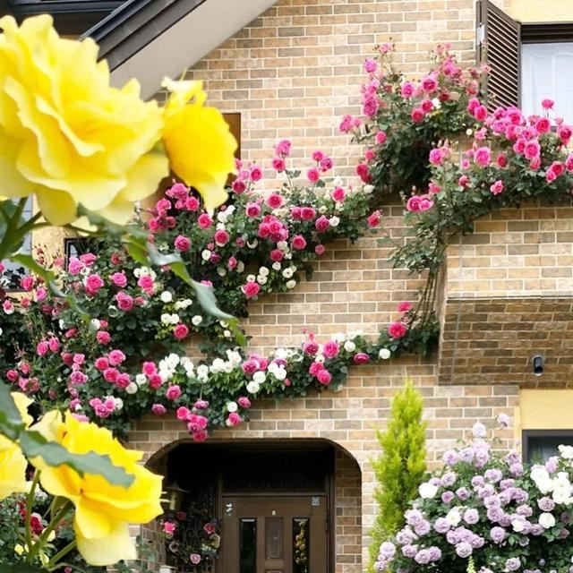 垂直绿化——建筑与植物浑然一体 垂直绿化——建筑与植物浑然一体