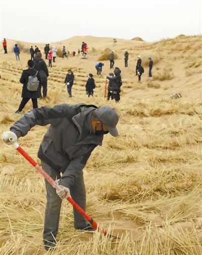 八步沙今又造林 八步沙今又造林