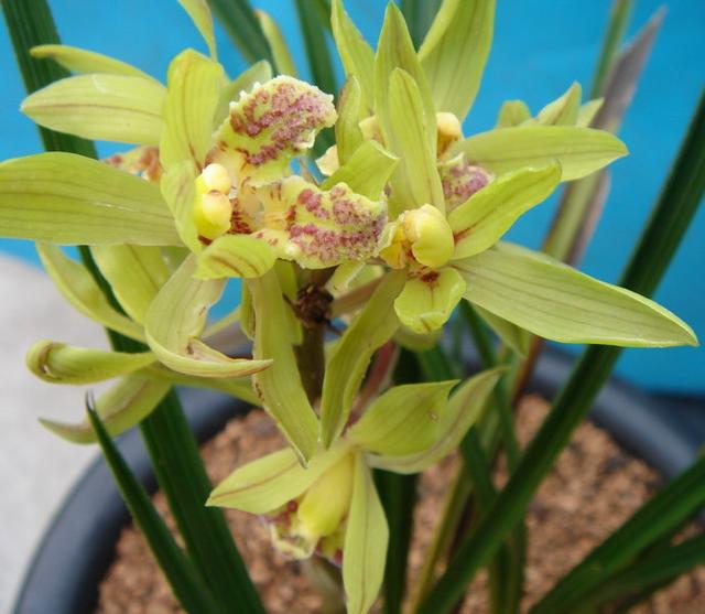 （大美秦岭） 秦岭兰花，中华极品