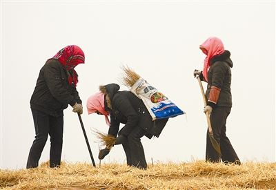 八步沙今又造林 八步沙今又造林